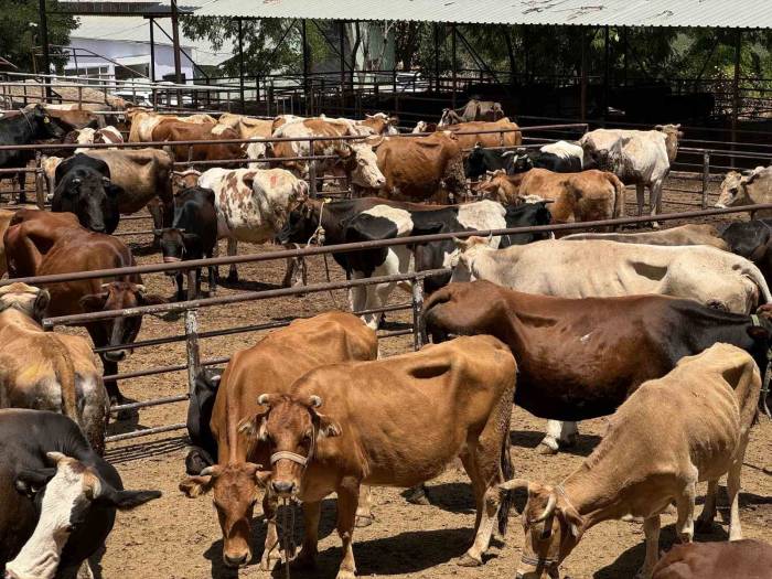 Tdv, 126 Bin İhtiyaç Sahibi Aile İçin Kurbanlıkların Kesimine Başladı