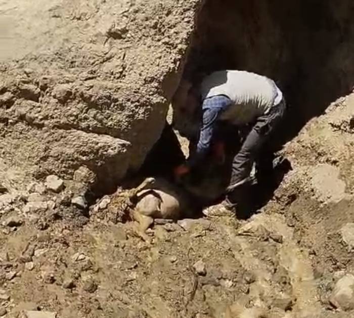 Başkale’de Uçuruma Atlayan 28 Koyun Telef Oldu