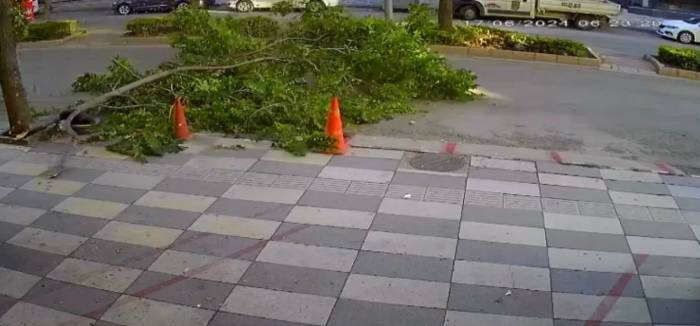 Ağacın Kırılan Dalı Yola Devrildi, Faciadan Dönüldü