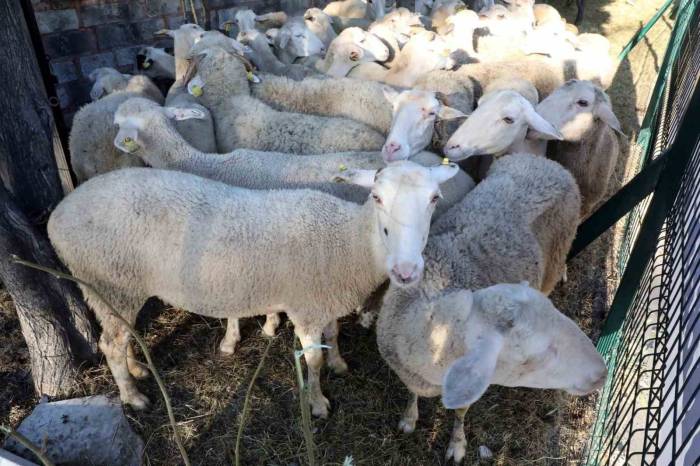 Eyüpsultanlı 55 Şehit İçin Kurban Kesildi