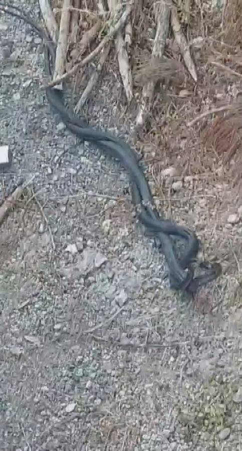 Kara Yılanların Çiftleşme Dansı Kamerada