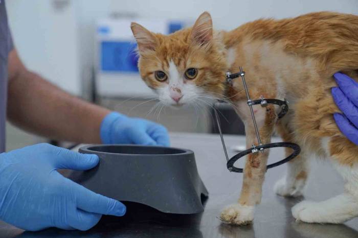 Bacağı Kesilmekten Kurtarılan ’balım’ Kendine Yuva Arıyor