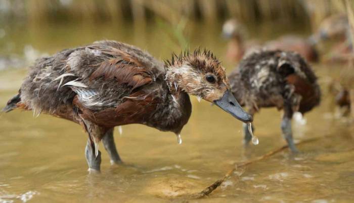 Annelerinin Terk Ettiği Angut Yavruları Bir Aylık Gözetim Sonrası Doğaya Salındı