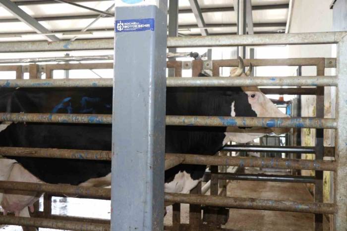 Aman Dikkat: Çevreye Atılan Hayvan Organları Bulaşıcı Hastalığa Neden Oluyor