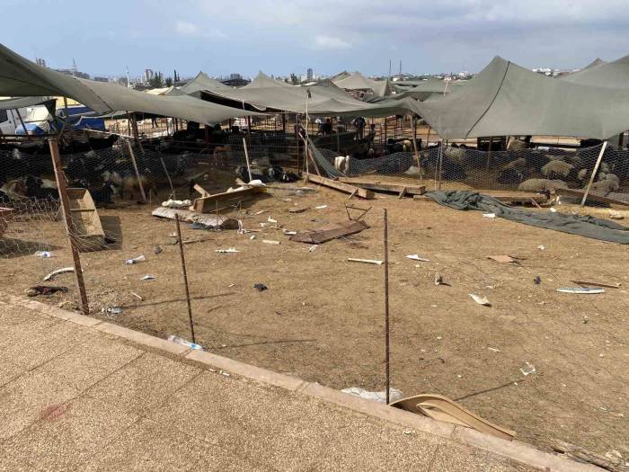 Otomobil Hayvan Pazarına Girdi: 8 Yaralı, 20 Kurbanlık Hayvan Telef Oldu