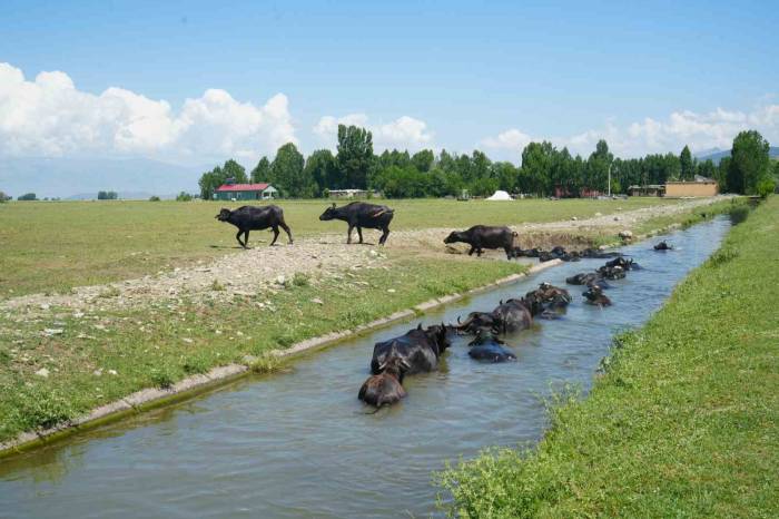 Sıcaktan Bunalan Mandaların Sudaki Görüntüleri Afrika’yı Aratmıyor