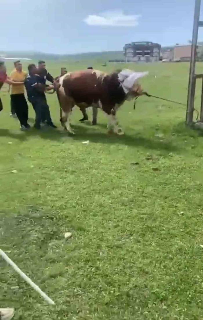 İpini Koparan Boğa Dehşet Saçtı