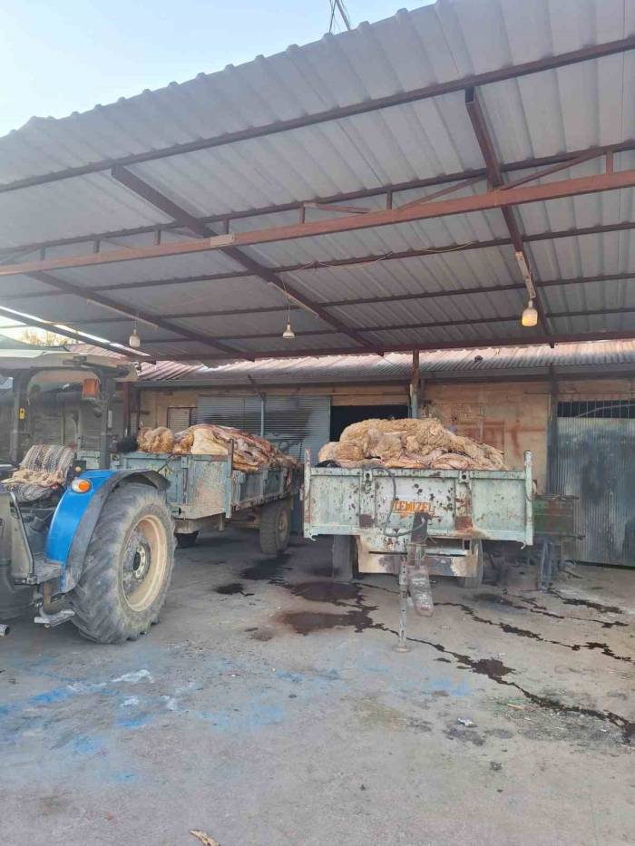 Tüccarın Almadığı Deriler Elde Kaldı