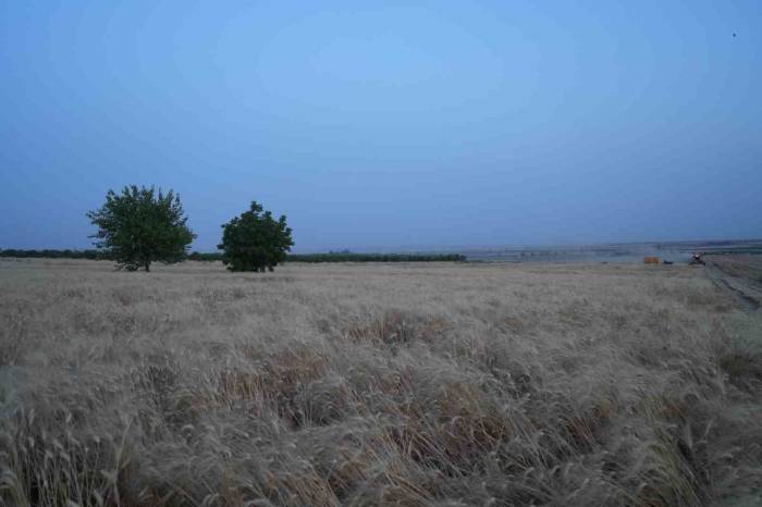 Kilis’te Çiftçilerin Zorlu Mesaisi Bayramda Da Devam Ediyor