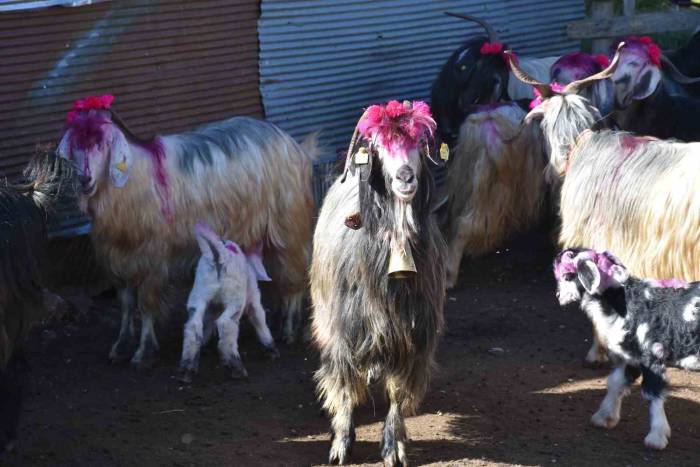 117 Yıldır Devam Eden Gelenek: Gelin Gibi Süslenen Hayvanları İle Göçe Başladılar