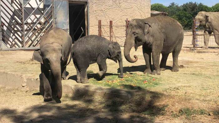 Fil Ege’ye 3’üncü Yaş Kutlaması