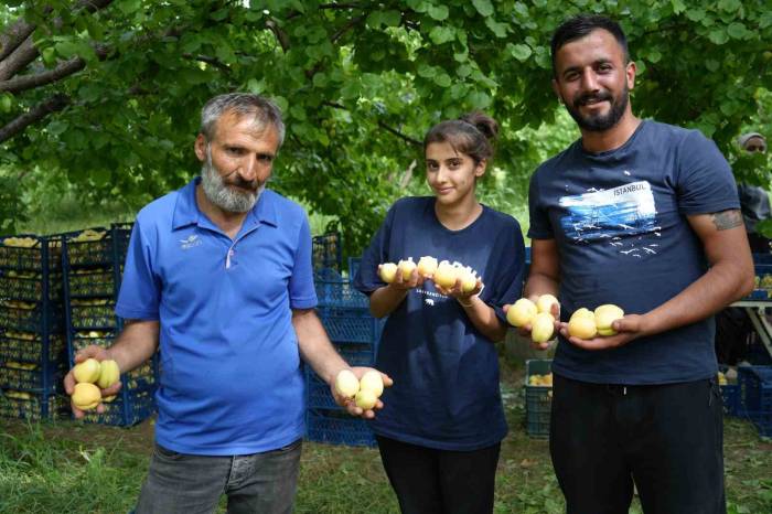 Doğu’nun Çukurova’sı Iğdır’da ’sarı Altın’ Hasadı Başladı