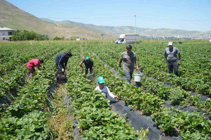 İlk Hasattan 1,5 Milyon Tl Ekonomiye Katkı Sağlandı