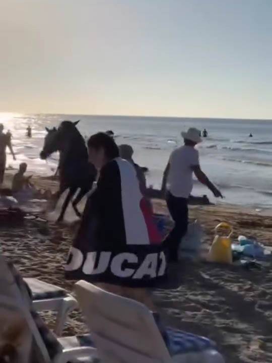 Şile Plajına Getirilen Atlar İnsanların Arasına Daldı