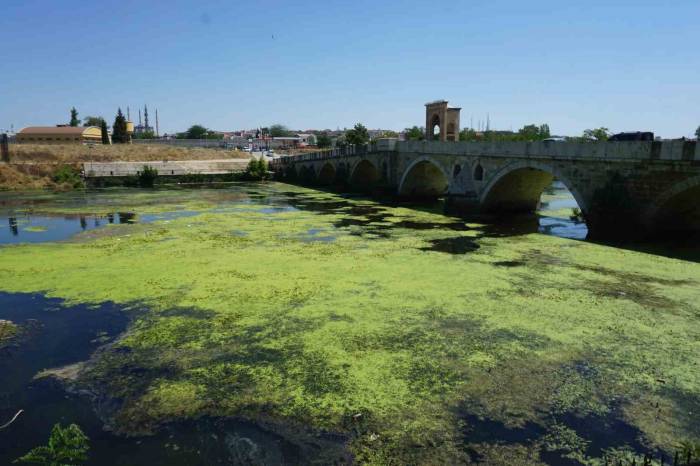 Edirne’de Tunca Nehri Yeşile Büründü