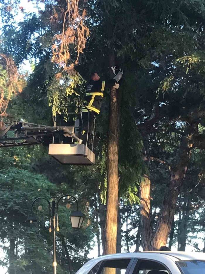 İtfaiyeden Kedi Kurtarma Operasyonu