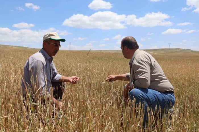 Nevşehir’de Dolu Yağışından 40 Bin Dekar Alan Zarar Gördü