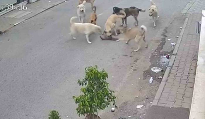 Kan Donduran Görüntü: 8 Köpeğin Kediyi Telef Ettiği Anlar Kamerada