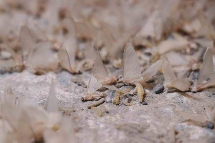 Bir Gün Sineklerinin ‘Ölüm Uçuşu’ Başladı, Vatandaş Tarihi Köprüye Akın Etti