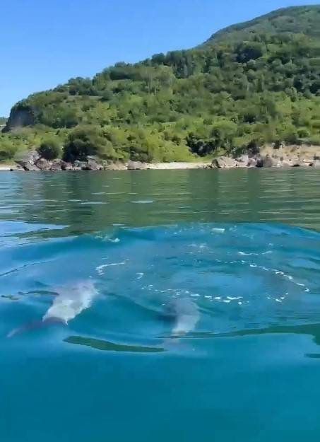 Yunuslar, Balıkçı Teknesine Eşlik Etti