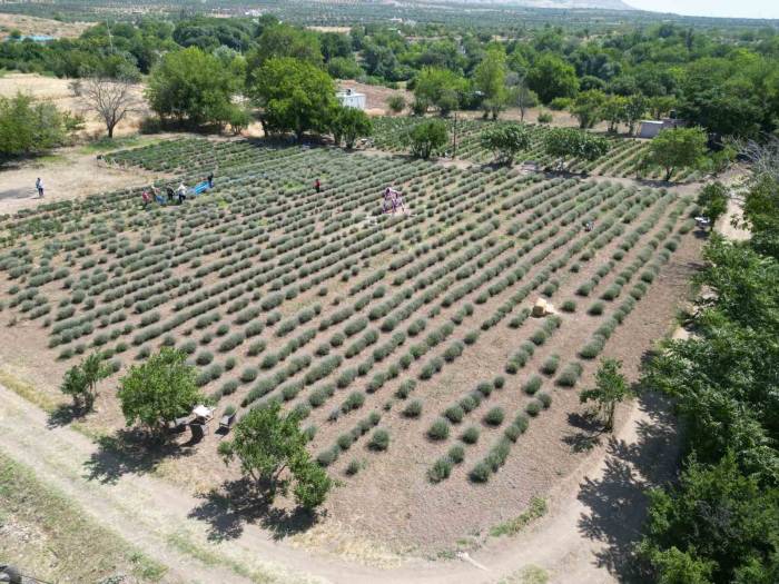 Kilis’te Alternatif Ürün Olarak Üretimine Başlanan Lavantanın Hasadı Başladı