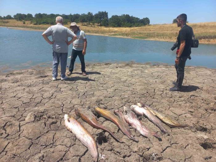 Edirne’de Toplu Balık Ölümleri