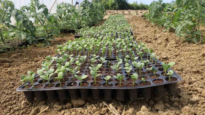 Üreticiler Karpuz Fidelerini Toprakla Buluşturdu