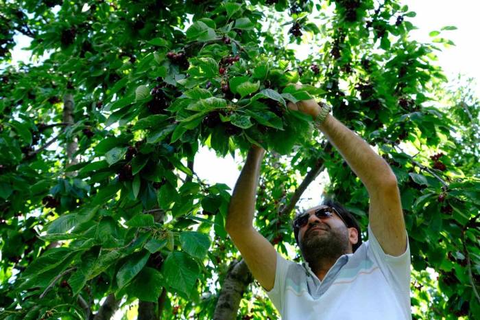 Erzincan’da Dalları Bastı Kiraz