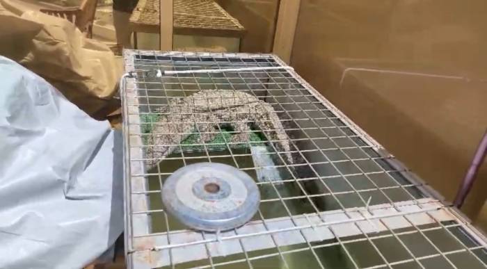 İstanbul’da Kazaklı Timsah Operasyonu: Timsahı Tasma Takıp Gezdirdi