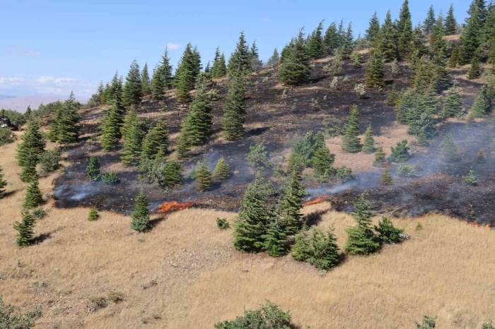 Elazığ’da Ormanlık Alanda Yangın