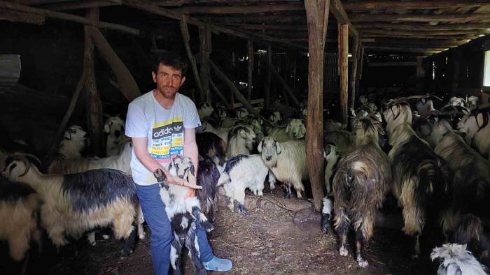 Küçükbaş Hayvanlar Yayladan Sürgün Yedi