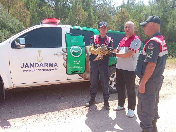 Yaralı Kılıç Kanat Şahine Jandarmadan Şefkat Eli