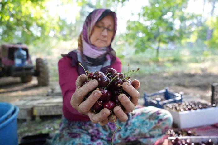 Coğrafi İşaretli Keles Kirazında 22 Bin Ton Rekolte Bekleniyor