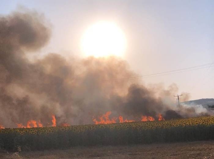 60 Dönüm Alan Küle Döndü