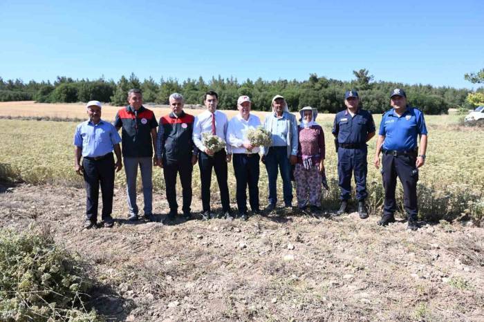 Denizli Kekiğinde Hasat Başladı