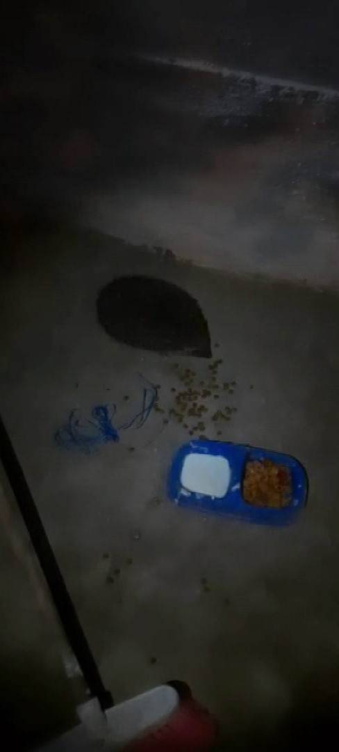 Her Gün Yanına Gelen Kirpiyi Elleri İle Besliyor