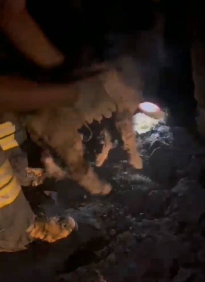 Ziftte Mahsur Kalan 2 Yavru Köpeği İtfaiye Kurtardı