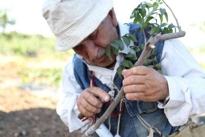 Siirt Fıstığında Boş Meyve Sorunu "Erkek Aşı Kalemi Dağıtım Projesi" İle Çözüme Kavuşuyor