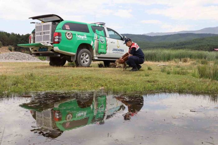 Jandarmanın Bulduğu Yaralı Tilki Koruma Altına Alındı