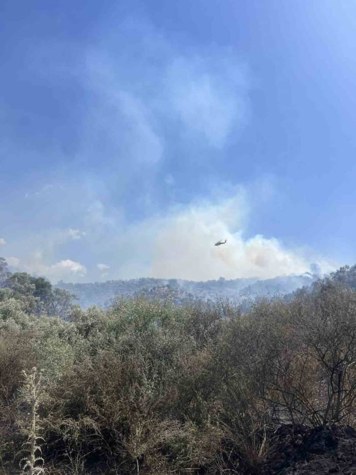 Söke’de Çıkan Yangında 120 Dönüm Zeytinlik Yandı