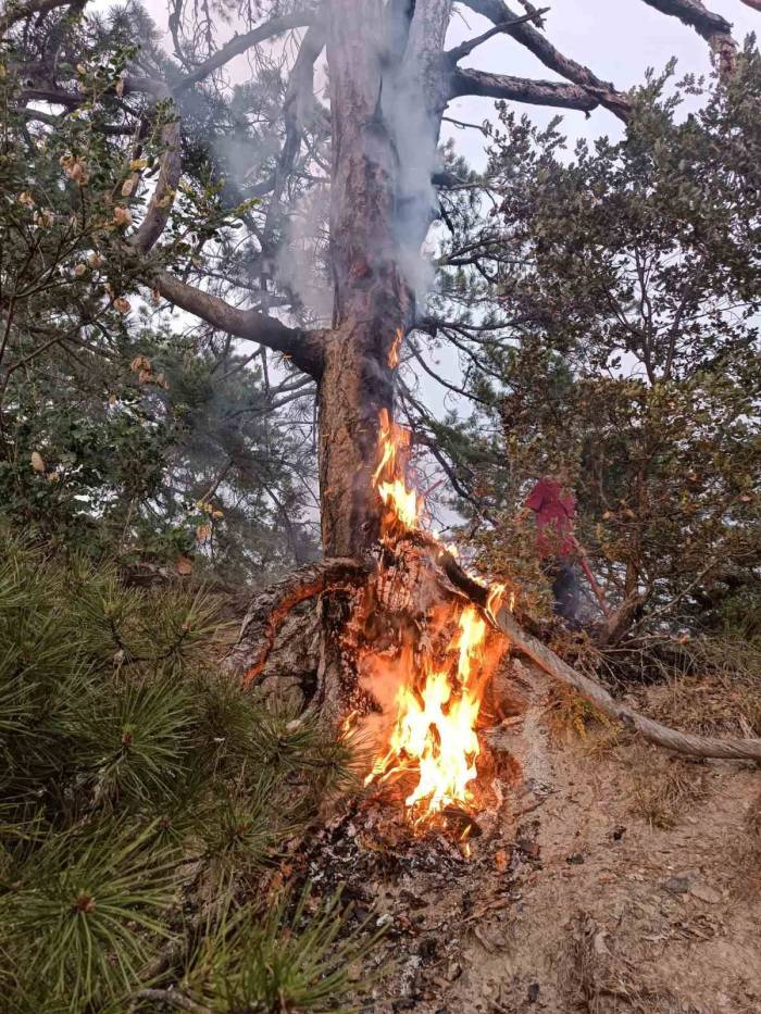 Ormana Yıldırım Düştüğünü Gördü, Yangın Çıkmasını Engelledi