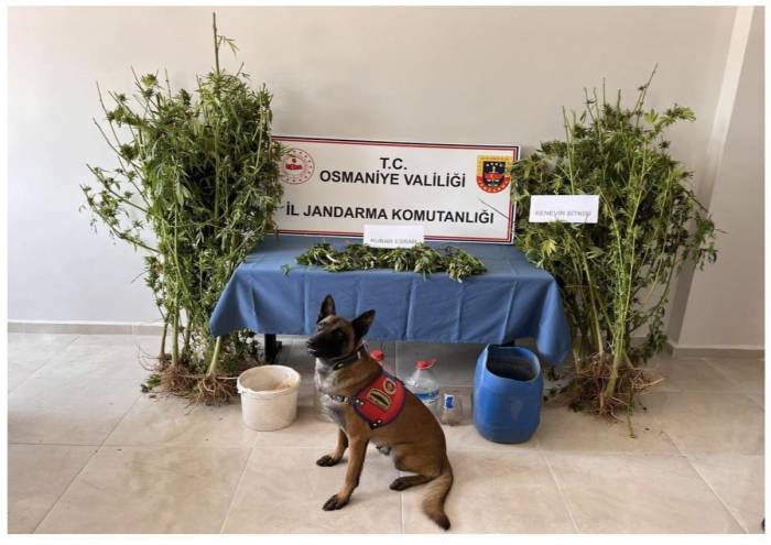 Jandarmadan Uyuşturucu Ve Kaçakçılık Operasyonları: 8 Kişi Gözaltına Alındı