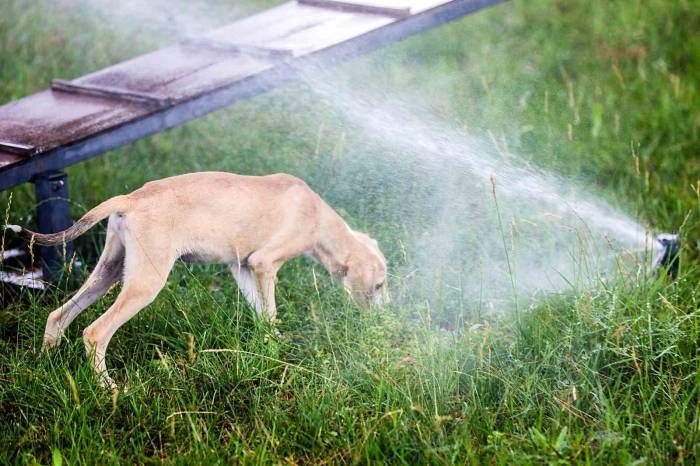 Antalya’da Sokak Hayvanlarına Klimalı Konfor