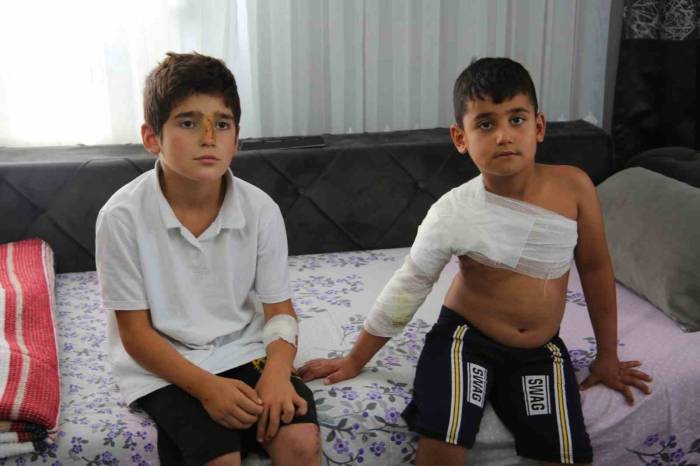 Muş’ta Sahipsiz Köpekler Dehşet Saçtı: İki Kardeş Yaralandı