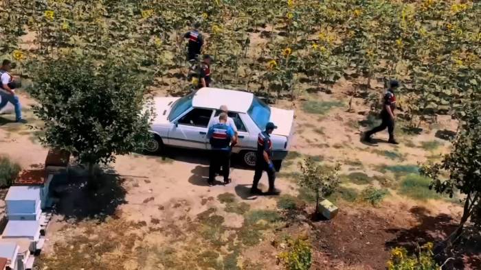 Tekirdağ’da Hazine Arazisine Kenevir Eken Şahıs Yakalandı