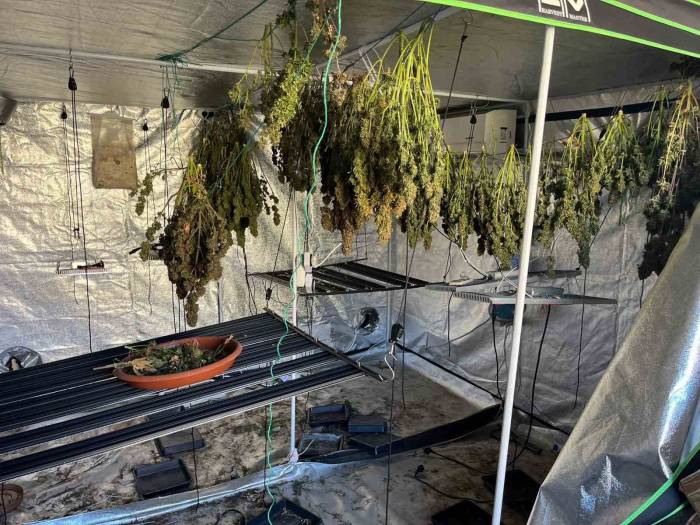 Yangın, Uyuşturucu Serasını Ortaya Çıkardı