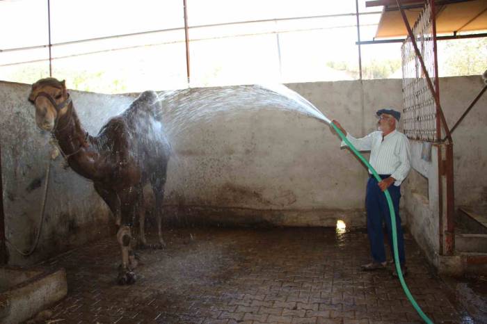 Hava Sıcaklıkları Develeri Bile Bunalttı, Sahipleri Serpme Su İle Serinletmeye Başladı