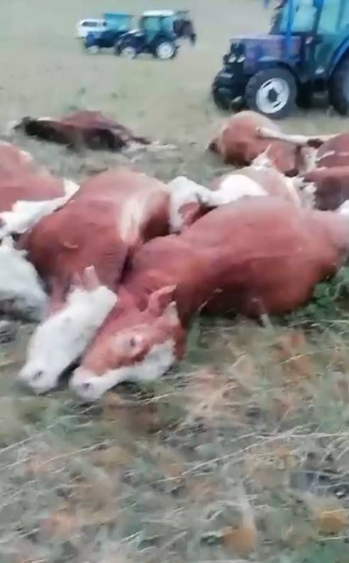 Kars’ta Üzerlerine Yıldırım Düşen 10 Hayvan Telef Oldu