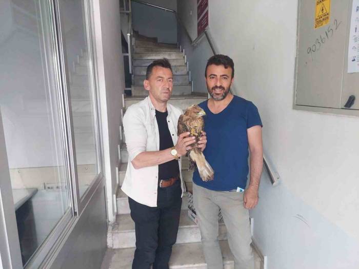 Bitkin Halde Bulunan Kızıl Şahin Tedavi Altına Alındı