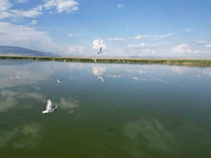 Eber Gölü’nde Su Seviyesinin Azalması Kuş Türlerini Olumsuz Etkiledi